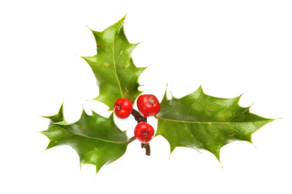 Sprig of Holly — Stock Photo, Image