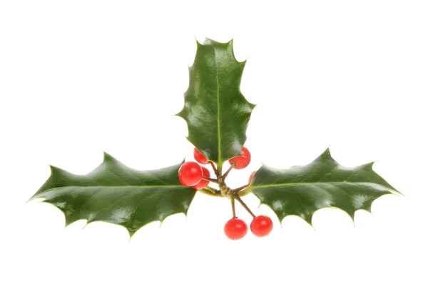 Three leaved holly — Stock Photo, Image