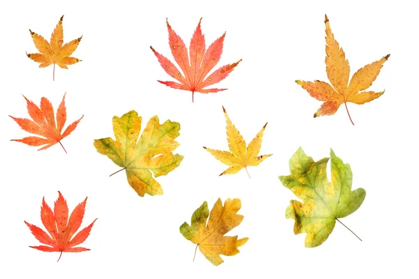 Selectie van Autumn leaves — Stockfoto