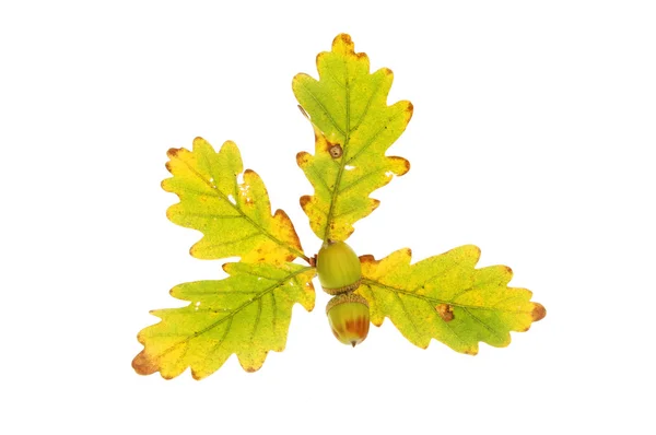Oak leaves and acorns — Stock Photo, Image