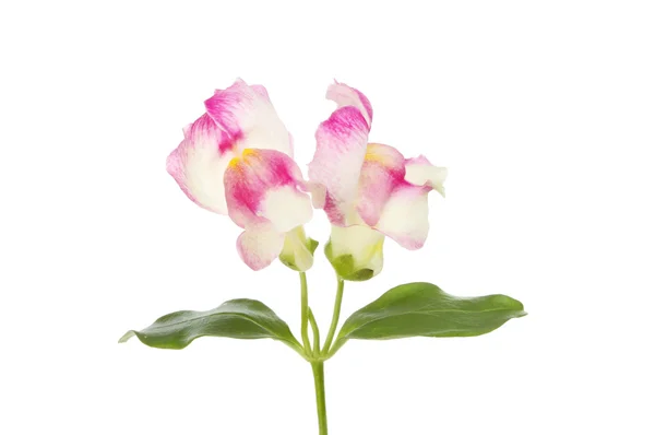 Leeuwenbek bloemen geïsoleerd — Stockfoto