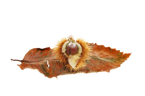 Sweet chestnut and leaf — Stock Photo, Image