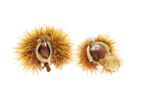 Sweet chestnut seeds — Stock Photo, Image