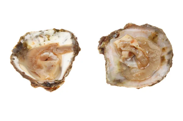 Twee verse oesters — Stockfoto