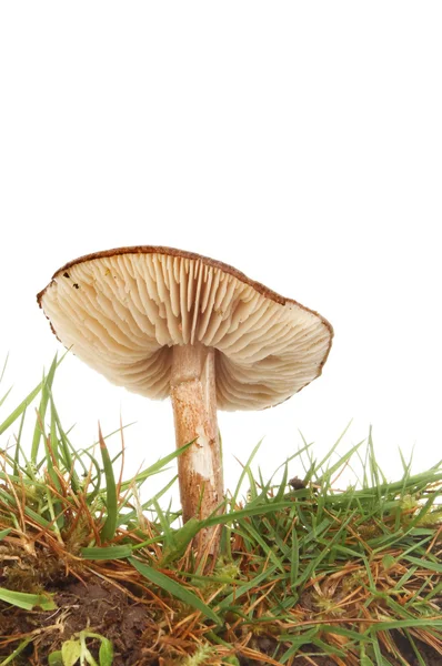Toadstool in grass — Stock Photo, Image