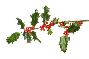 Holly dal çilek ile