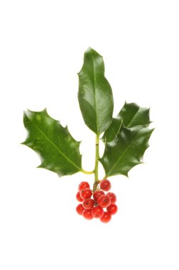 İzole Holly fışkın