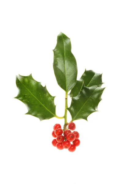 Isolated Holly sprig — Stock Photo, Image