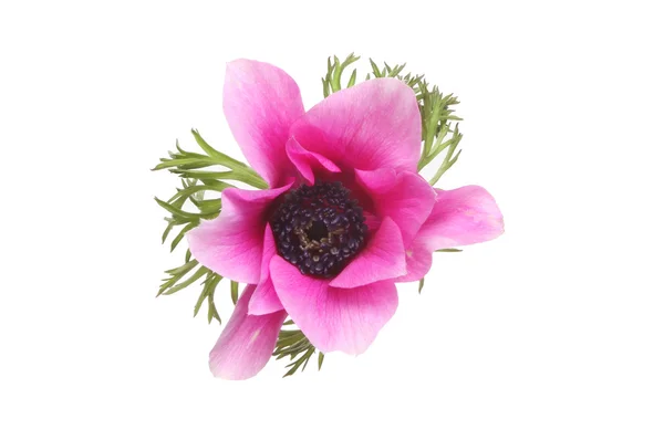 Anemonenblume isoliert — Stockfoto