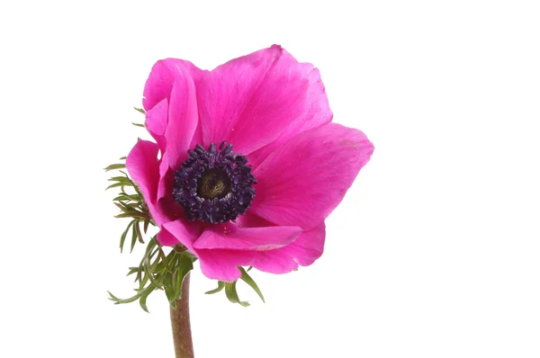 Λουλούδι μωβ ανεμώνη — Φωτογραφία Αρχείου