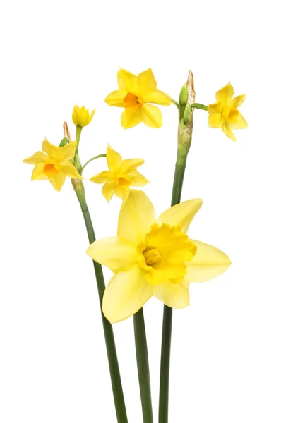 Daffodil flori izolate — Fotografie, imagine de stoc