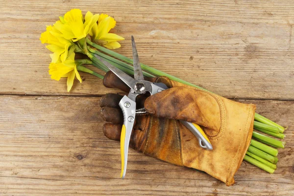 Narcissen en handschoen — Stockfoto