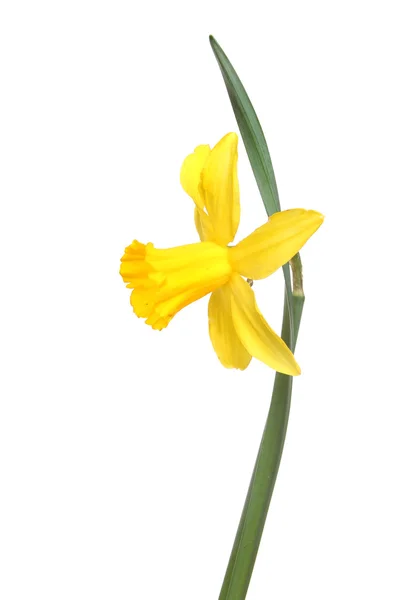 Narcissen bloem en blad — Stockfoto