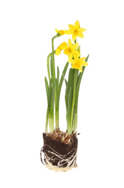 Tete a Tete narcissen — Stockfoto