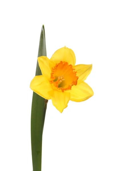 Daffodil flor e folha — Fotografia de Stock