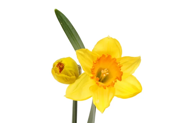 Daffodil flor broto — Fotografia de Stock