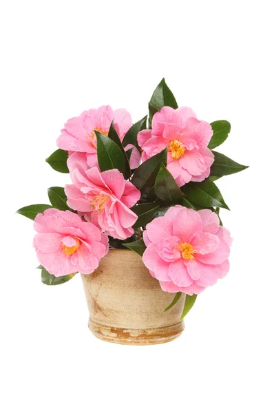 Susunan bunga Camellia — Stok Foto