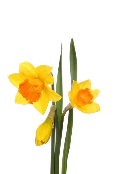 Narcis květy a listy — Stock fotografie