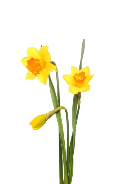 Daffodil flowers and bud — Stock Photo, Image