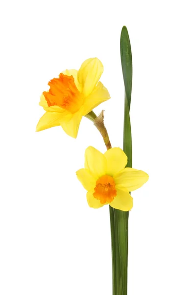 Twee Daffodil Bloemen — Stockfoto