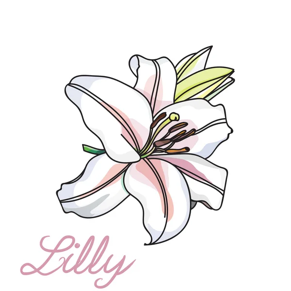 Lilly ενιαίο λουλούδι — Διανυσματικό Αρχείο