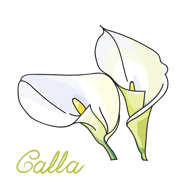 Λευκά κρινάκια calla — Διανυσματικό Αρχείο