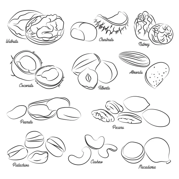 Collection of different nuts — Stock Vector