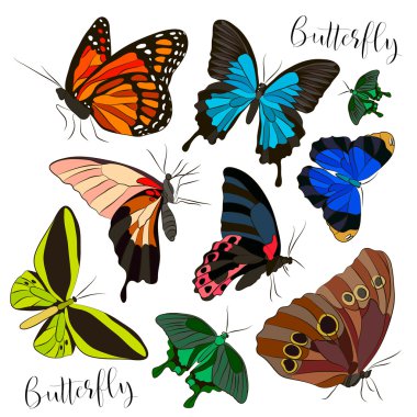 Büyük renkli kelebekler topluluğu.