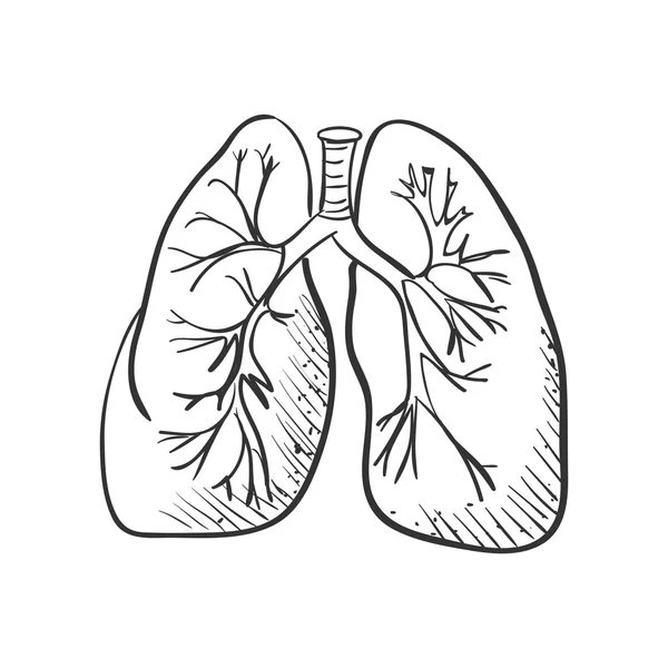 Akciğerler çizim, tıbbi arka plan doodle — Stok Vektör