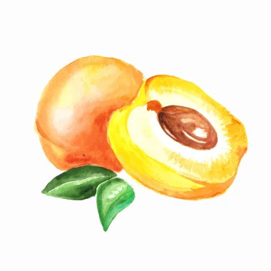 kayısı. Beyaz arka plan üzerinde vektör suluboya resim