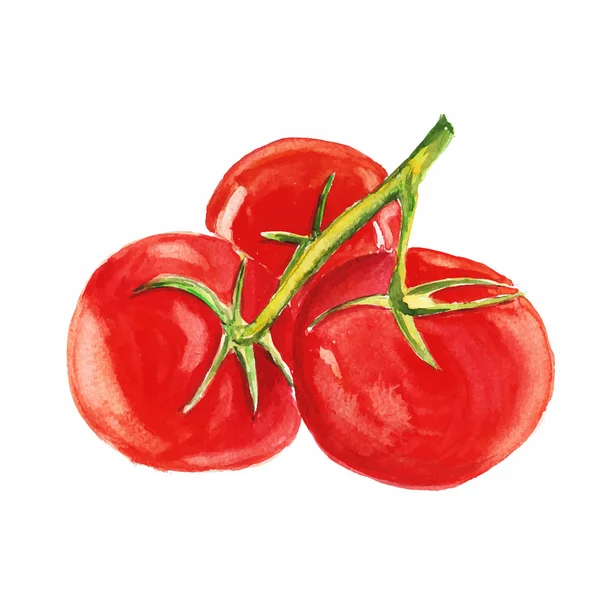 番茄。白色背景上向量水彩画 — 图库矢量图片