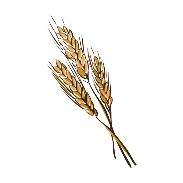 Doodle wheat spikelets — Wektor stockowy