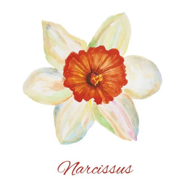 Narcissus. watercolor painting on white background — Διανυσματικό Αρχείο