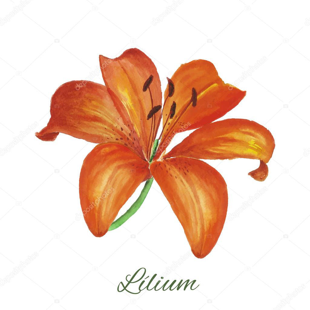 lily watercolor painting on white background