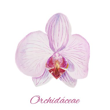 Orchid. watercolor painting on white background