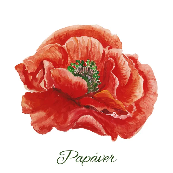 Poppy. watercolor painting on white background — Stok Vektör