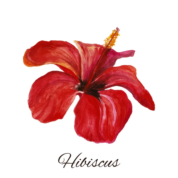 Hibiscus. aquarel op witte achtergrond — Stockvector