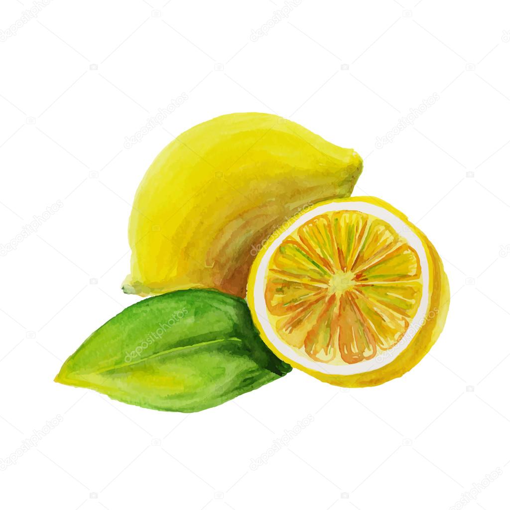 lemon. watercolor painting on white background