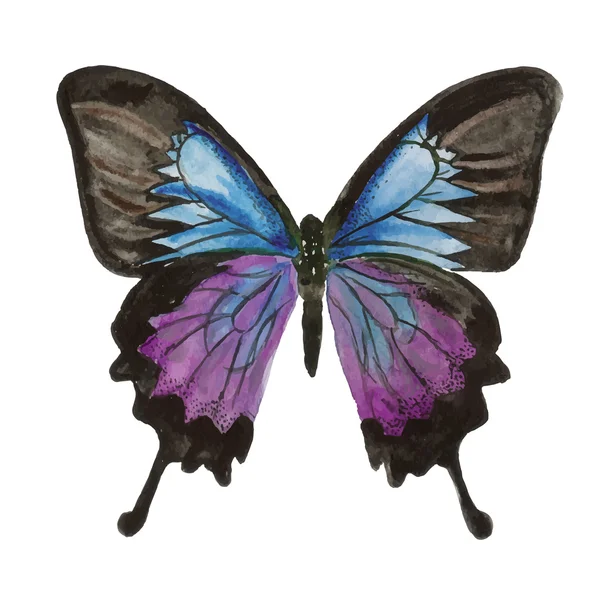 Papillon. aquarelle peinture sur fond blanc Graphismes Vectoriels