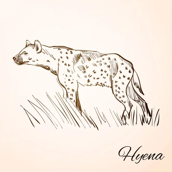 Doodle hyena — Stockvector