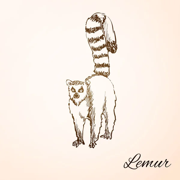 Doodle lemur — Stok Vektör