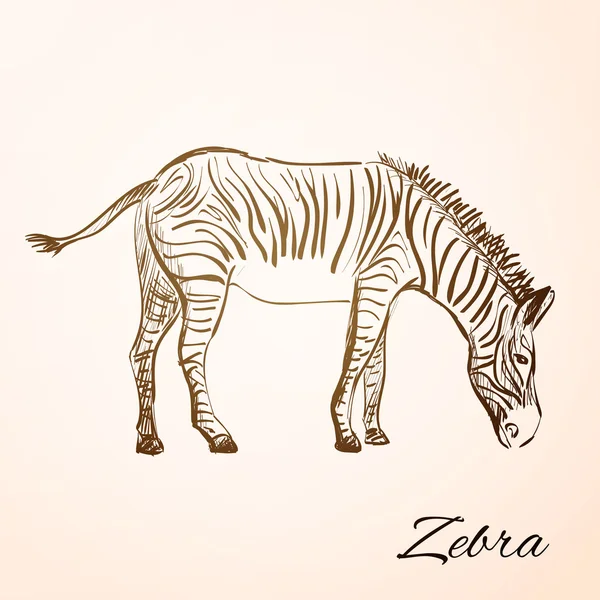 Doodle zèbre — Image vectorielle