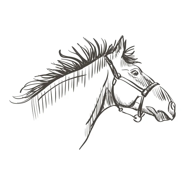 Doodle paard — Stockvector