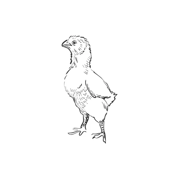 Doodle kyckling — Stock vektor