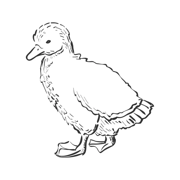 Doodle duckling — Stock Vector