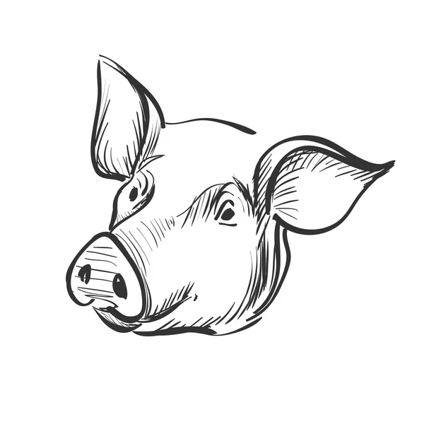 Doodle pig — Stock Vector