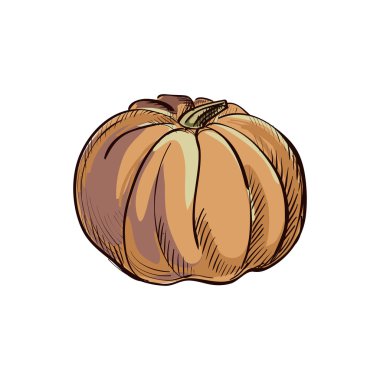 Doodle balkabağı. Beyaz arka planda izole. Mükemmel vektör çizim, Eps 10