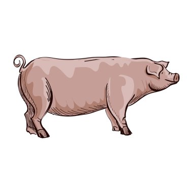 Doodle yarım yamalak domuz vektör çizim. Beyaz arka planda izole.