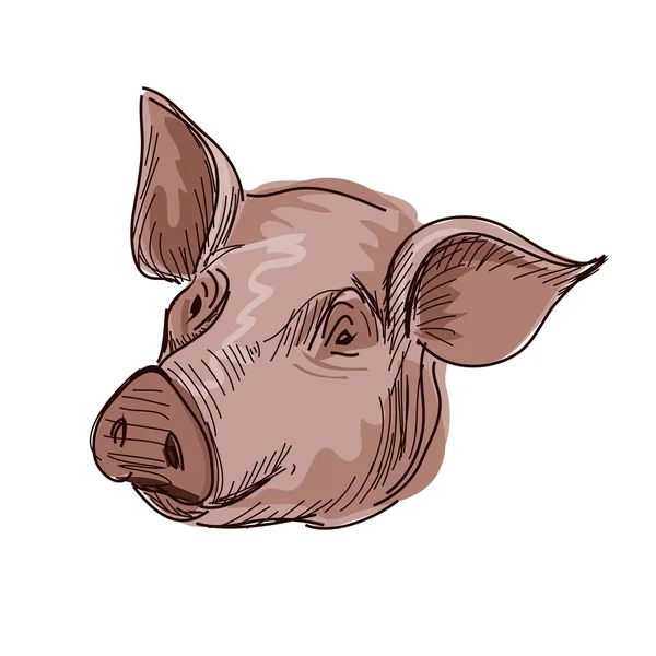 Doodle Sketchy Pig Vector Illustration. Isolated in white background. — Stock Vector