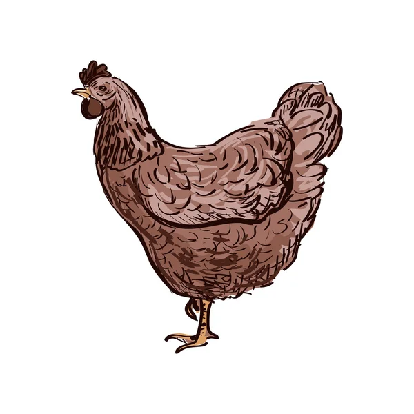 Doodle Hen, ilustração esboço. Isolado em fundo branco . — Vetor de Stock